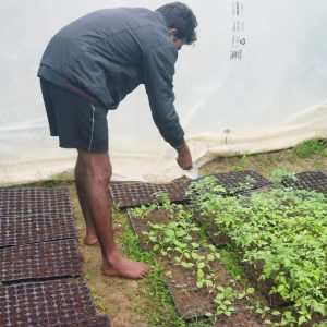Soiless nursery